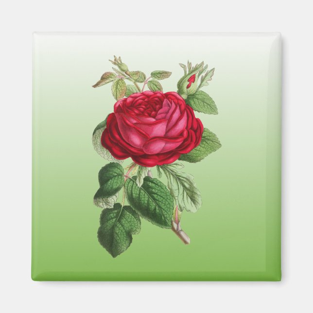 Rote Rose mit Farbverlauf Magnet (Vorne)