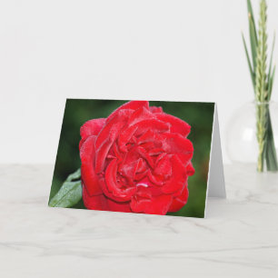 Rote Rose mit Morgendämmerung Karte