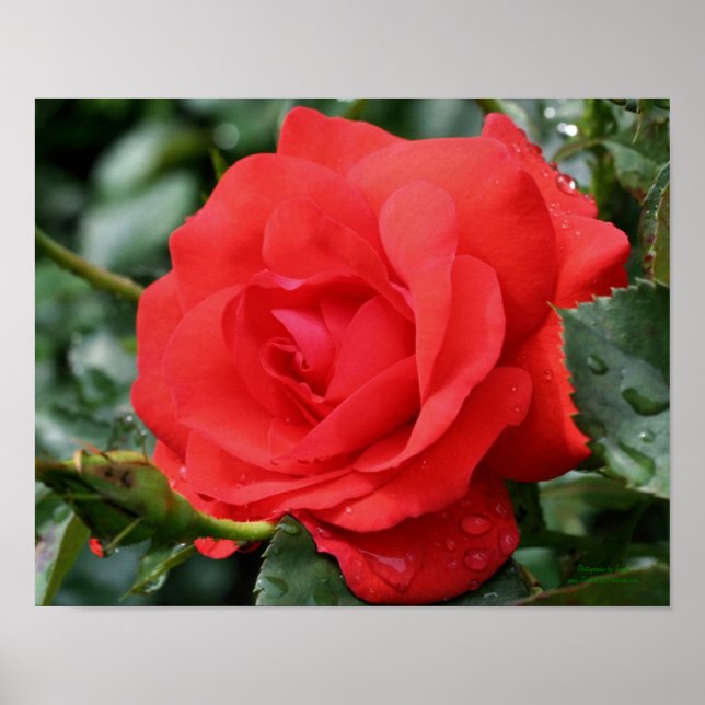 Rote Rose mit Raindrops Poster (Vorne)