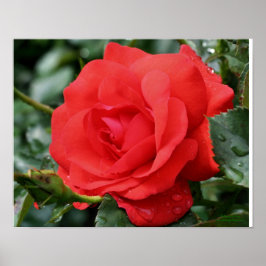 Rote Rose mit Raindrops Poster