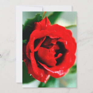 Rote Rose mit Taubenfallen Feiertagskarte