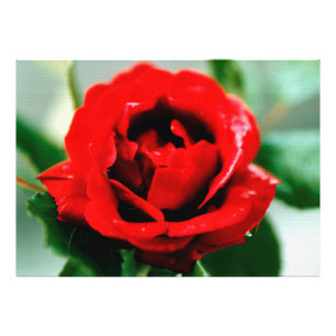 Rote Rose mit Taubenfallen Fotodruck