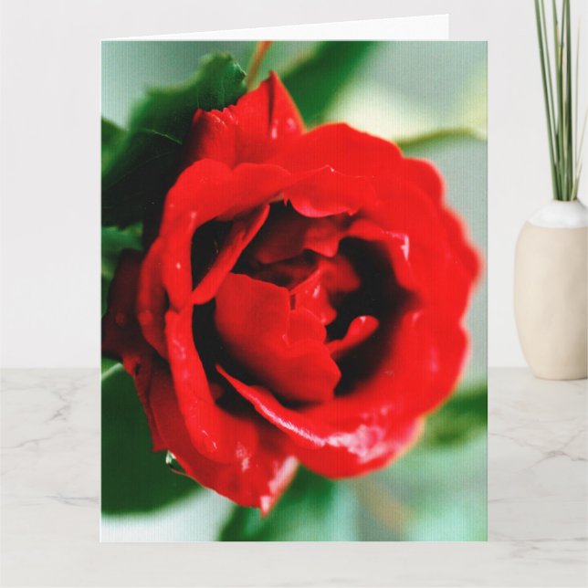 Rote Rose mit Taubenfallen Karte (Vorderseite)
