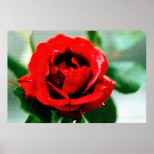 Rote Rose mit Taubenfallen Poster