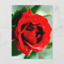 Rote Rose mit Taubenfallen