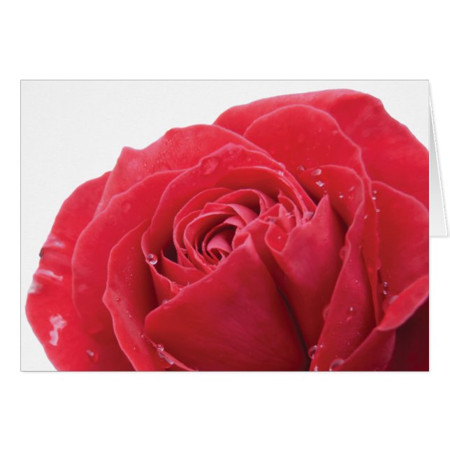 Rote Rose mit Wassertropfen (Vorderseite (Horizontal))