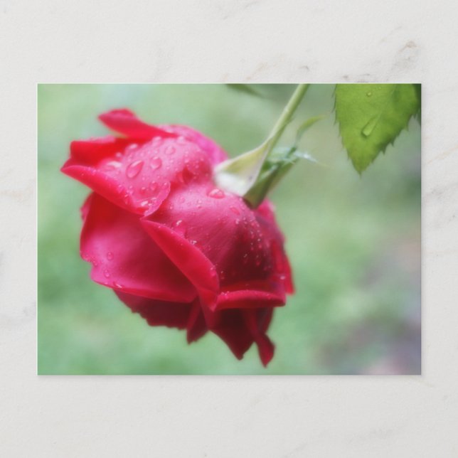 Rote Rose mit Wassertropfen Postkarte (Vorderseite)