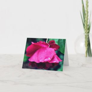 Rote Rose nach Regen Blumenfotografie