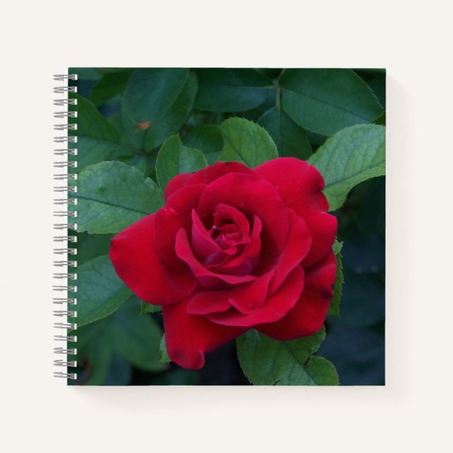 Rote Rose Nah Notizbuch (Vorderseite)