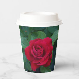 Rote Rose Nah Pappbecher