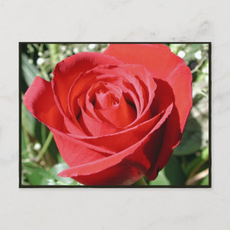 Rote Rose Nah Postkarte