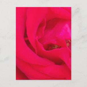 rote Rose Nah Postkarte