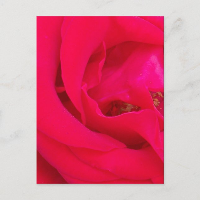 rote Rose Nah Postkarte (Vorderseite)