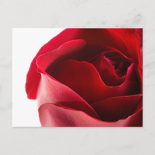 Rote Rose Nah Postkarte (Vorderseite)