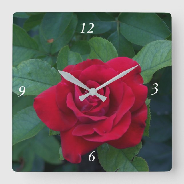 Rote Rose Nah Quadratische Wanduhr (Vorderseite)