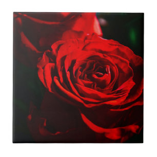 Rote Rose Nahaufnahme Fliese