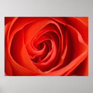 Rote Rose Nahaufnahme – Florales Fotografie Poster