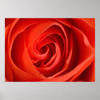Rote Rose Nahaufnahme – Florales Fotografie Poster