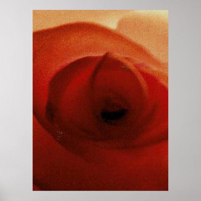 ROTE ROSE NAHAUFNAHME     POSTER (Vorne)