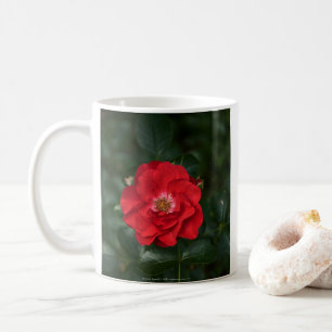 Rote Rose P 6568 Kaffeetasse