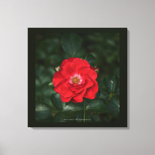 Rote Rose P 6568 Leinwanddruck