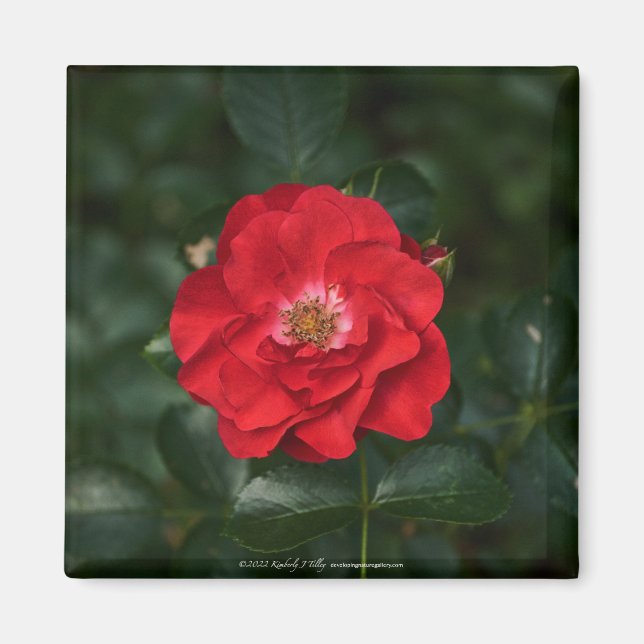 Rote Rose P 6568 Magnet (Vorne)