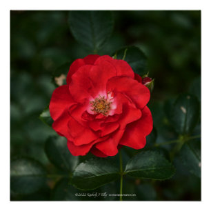 Rote Rose P 6568 Poster