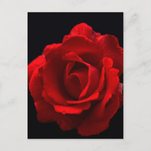 Rote Rose pccnm Postkarte