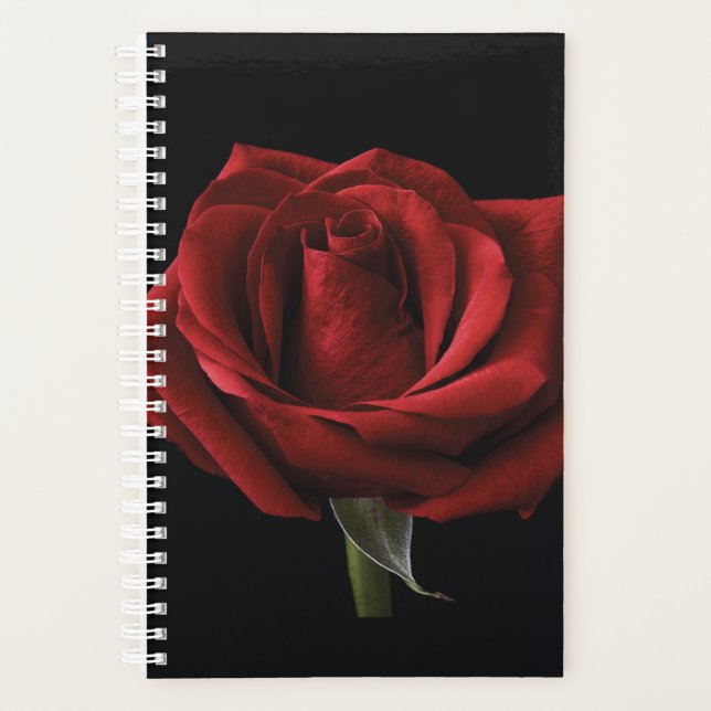 Rote Rose Planer (Vorderseite)