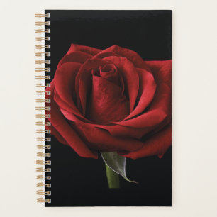 Rote Rose Planer