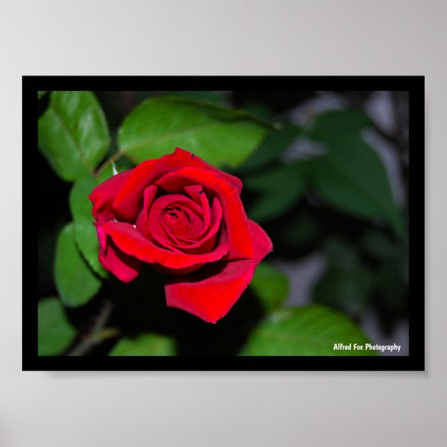 Rote Rose Poster (Vorne)