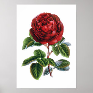 Rote Rose Poster
