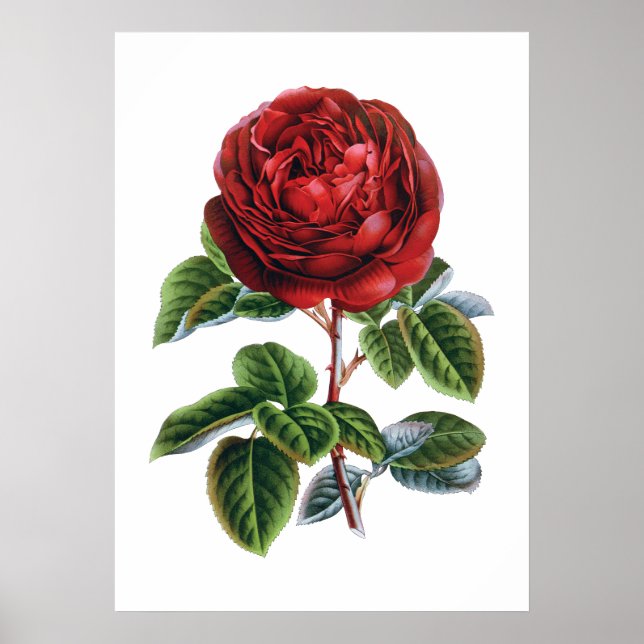 Rote Rose Poster (Vorne)