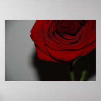 Rote Rose Poster