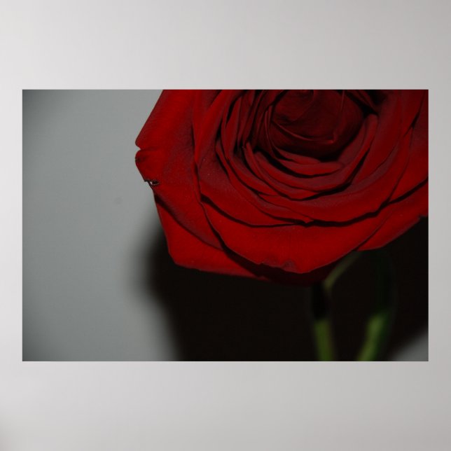 Rote Rose Poster (Vorne)