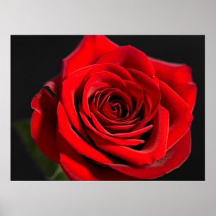 Rote Rose Poster