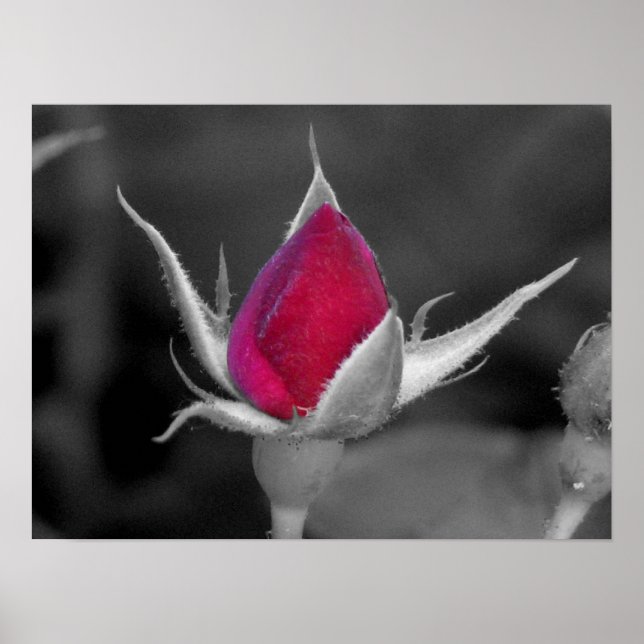 Rote Rose Poster (Vorne)