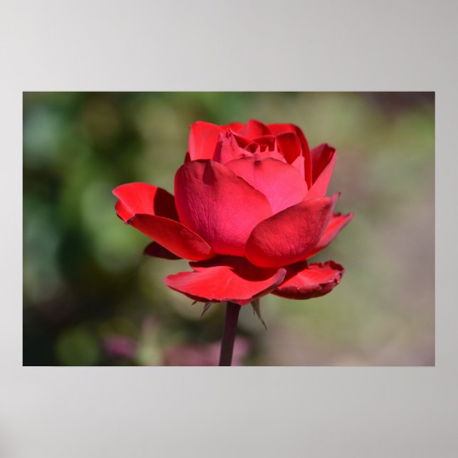 Rote Rose Poster (Vorne)