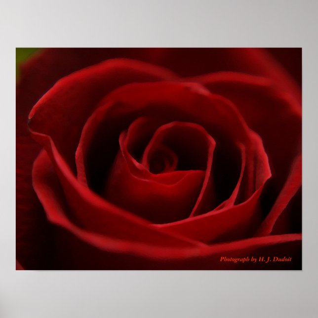 Rote Rose Poster (Vorne)