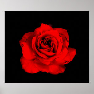 Rote Rose Poster