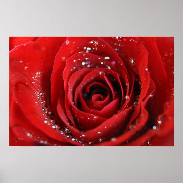 Rote Rose Poster (Vorne)