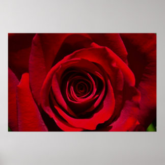 Rote Rose Poster