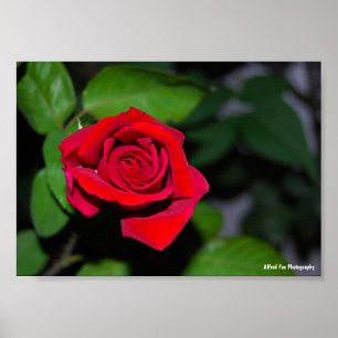 Rote Rose Poster