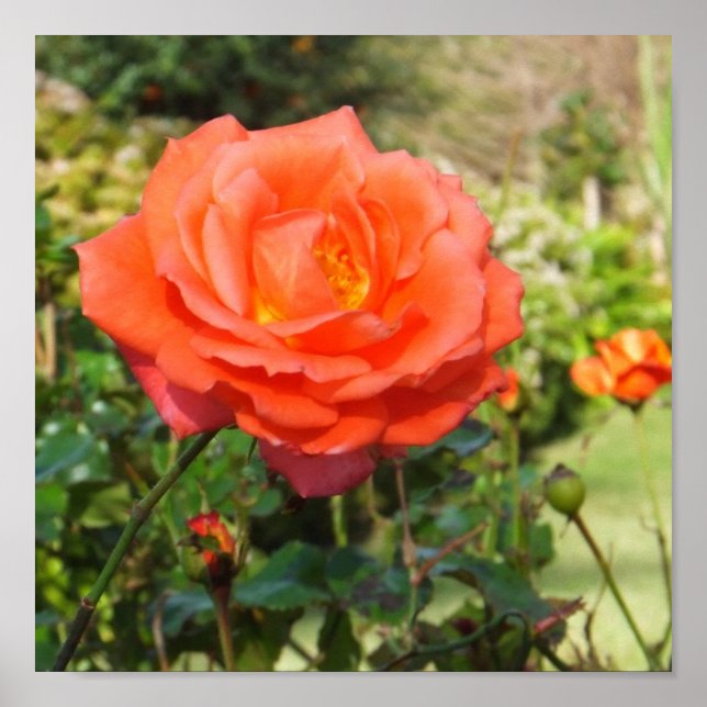 Rote Rose Poster (Vorne)