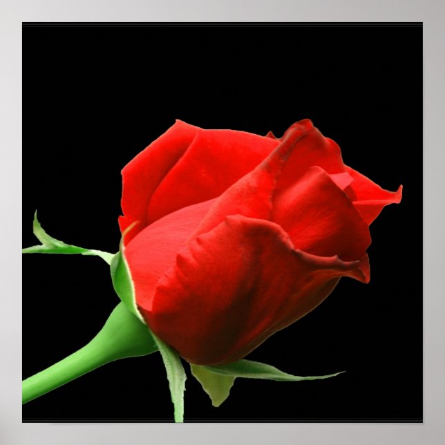 Rote Rose Poster (Vorne)