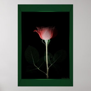 Rote Rose Poster