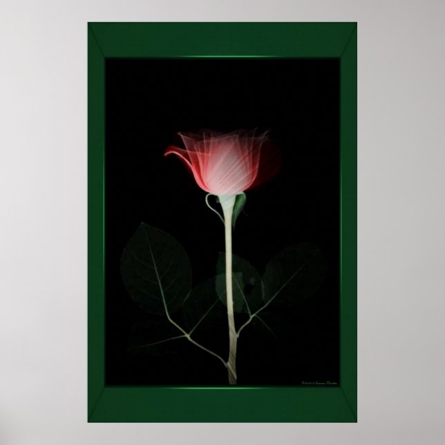 Rote Rose Poster (Vorne)