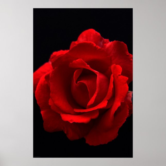 Rote Rose Poster (Vorne)