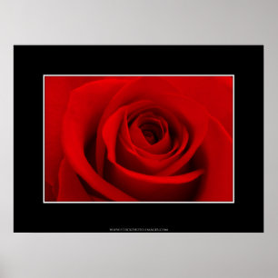 Rote Rose Poster