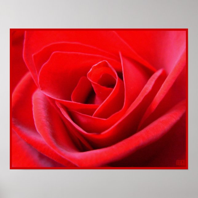 Rote Rose Poster Print Beautiful Blume Printing (Vorne)